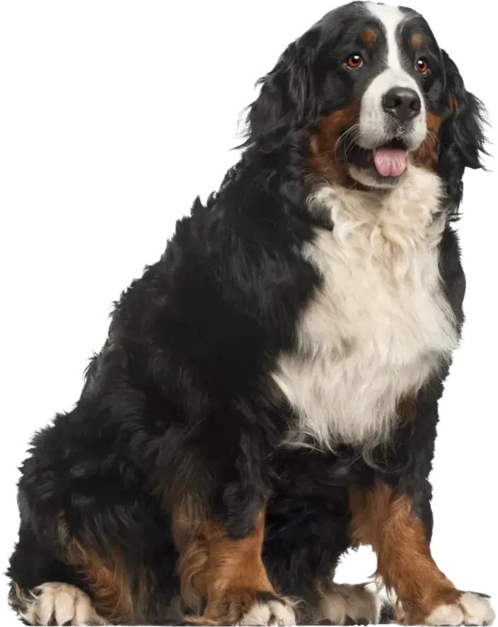 A happy Bernese Mountain Dog